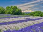Lavender fields near the town of Zillah and a view of Mt Adams Art Print
